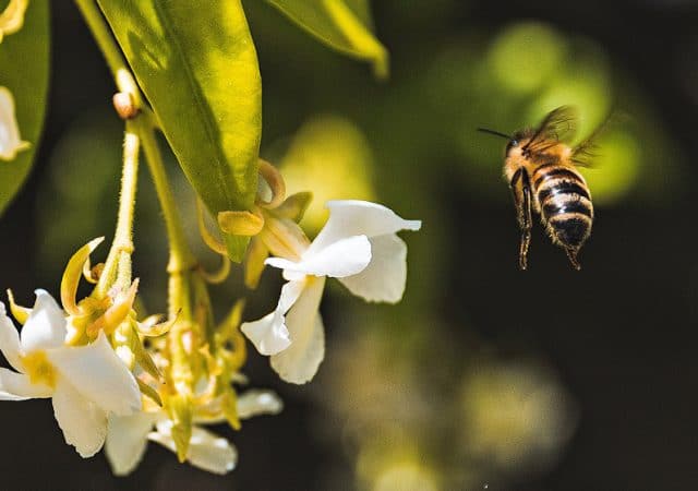 abejas belleza