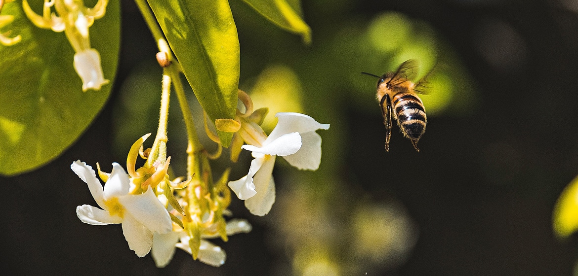 abejas belleza